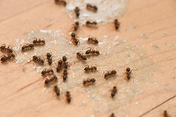 Best Pest Control Near Me in Gloversville, NY