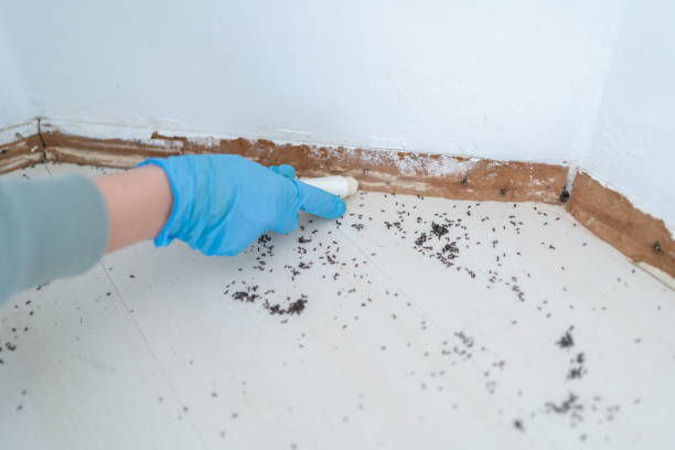 Best Bed Bug Extermination  in Gloversville, NY